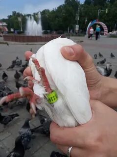 Желтые волосы у голубей