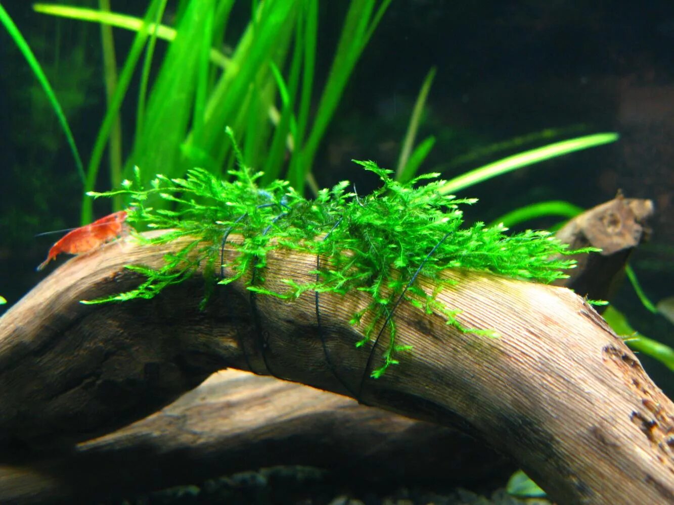 Мох яванский аквариумное. Мох яванский (java Moss). Мох Кристмас аквариумное растение. Мох яванский аквариумное растение. Мох на корягу