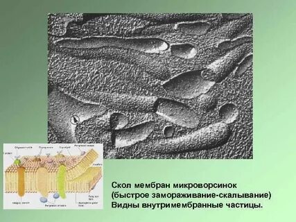 Метод замораживания скалывания
