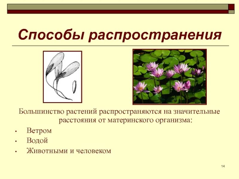 Антропохория приспособления. Какие растения распространяют. Плоды распространение плодов и семян. Какие растения распространяют. Распространение плодов и семян.