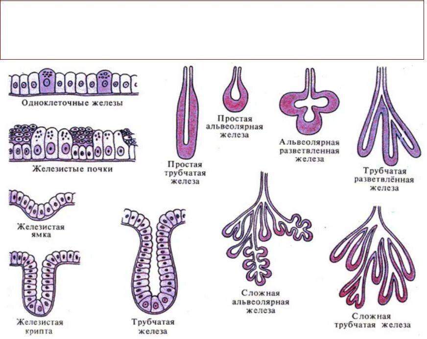 Пищеварительные железы. Gищеварительные железы. Кишечные пищеварительные железы. Простые и сложные железы.