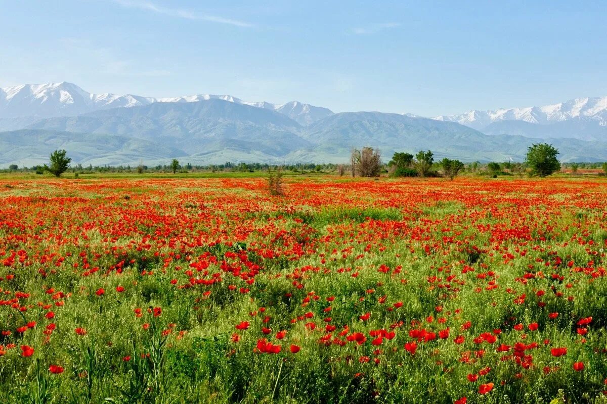 раздолье цветы