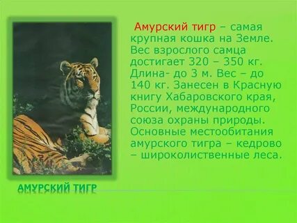 Амурский тигр в какую книгу занесен