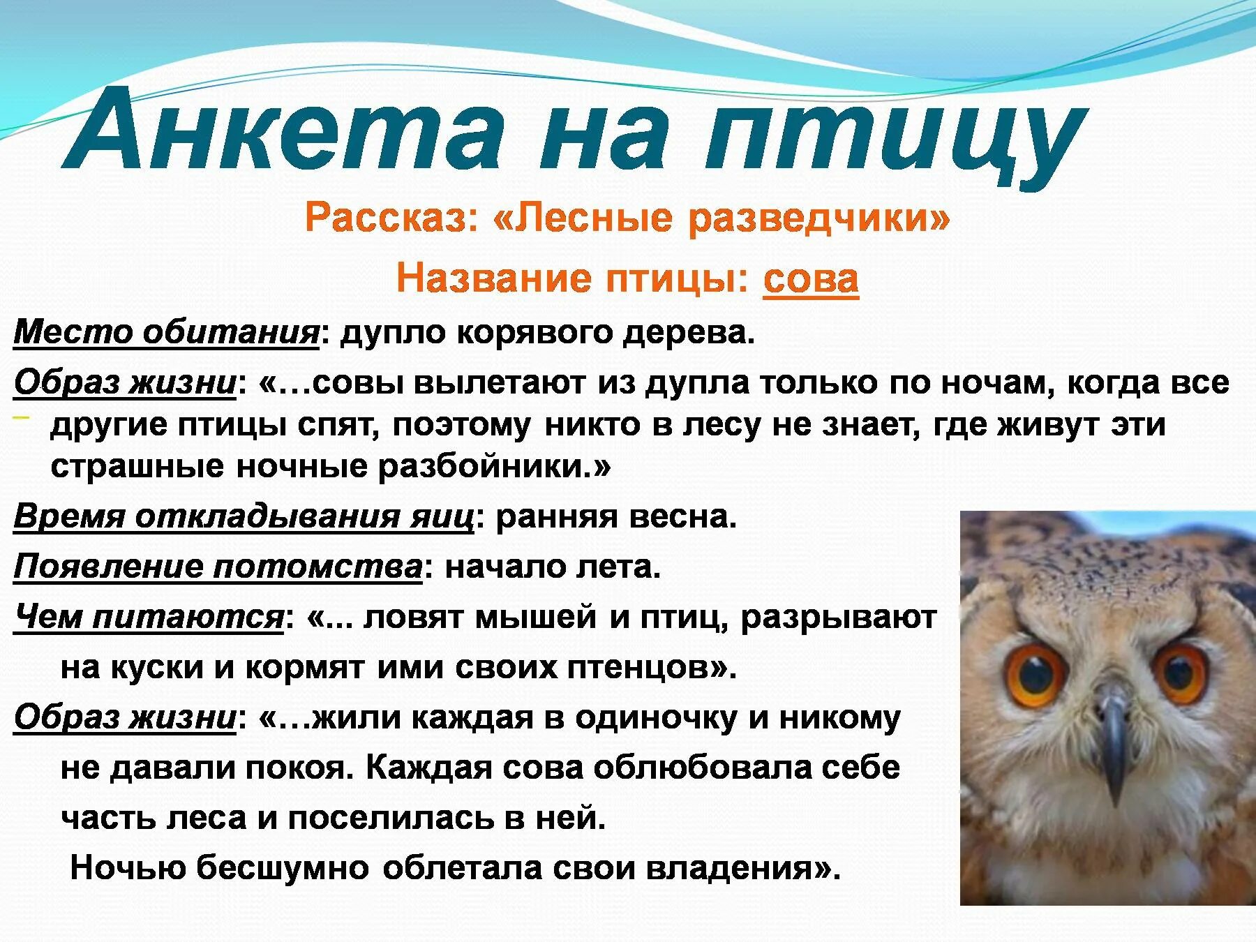 птица описание 1 класс. рассказ о птице ласточке. дятел описание. описание ласточки. перелетные птицы ласточка рассказ.