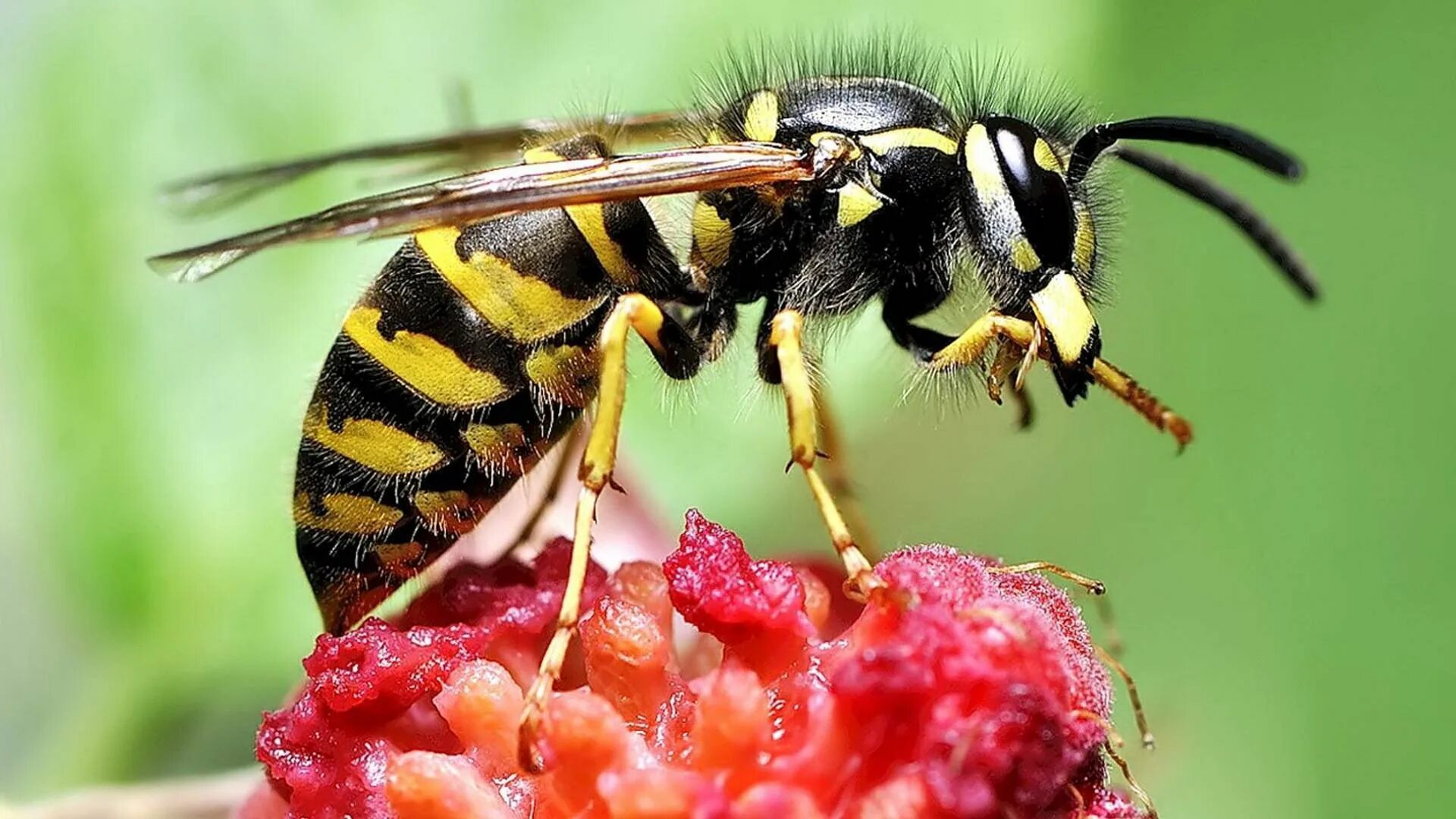 Божья коровка пчелы. Шмель и Шершень. Муравьиный Шершень. Пчела Шмель Шершень. Осы пчелы муравьи.
