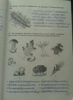 Грибы 5 класс рабочая тетрадь