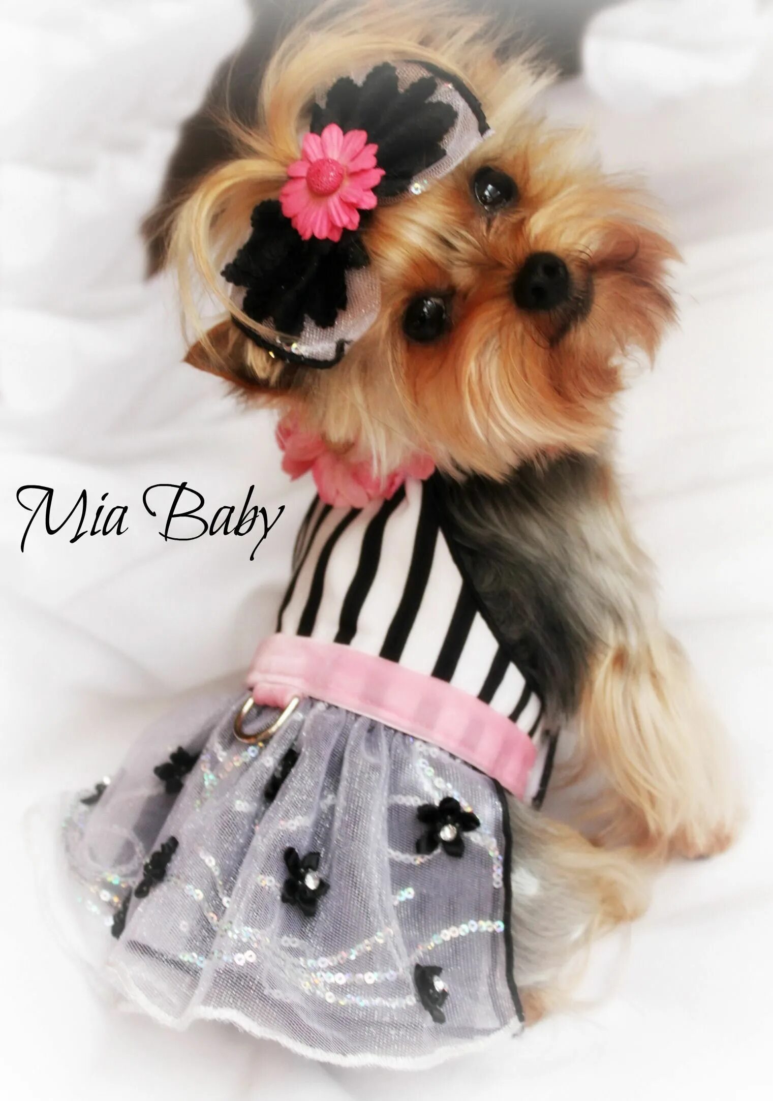 Йорк в одежде красивый. Бивер-йоркширский терьер. Йорки мини одежда. Йоркширский терьер мини. Йоркширский терьер в одежде.