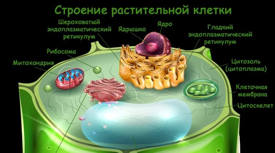 Размер животной клетки в мкм. Цитозоль клетки это. размеры клеток в сравнении. цитозоль строение. цитозоль в животной клетке.