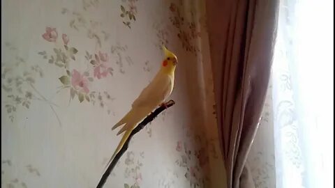 Как поет самка кореллы