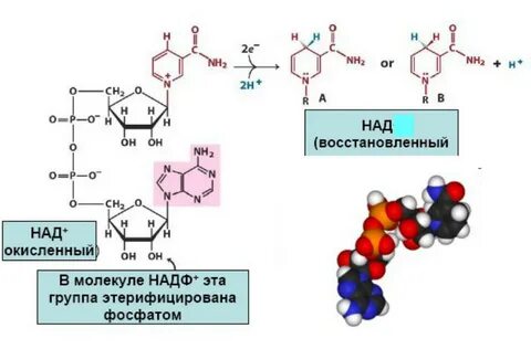 Коферменты над и надф