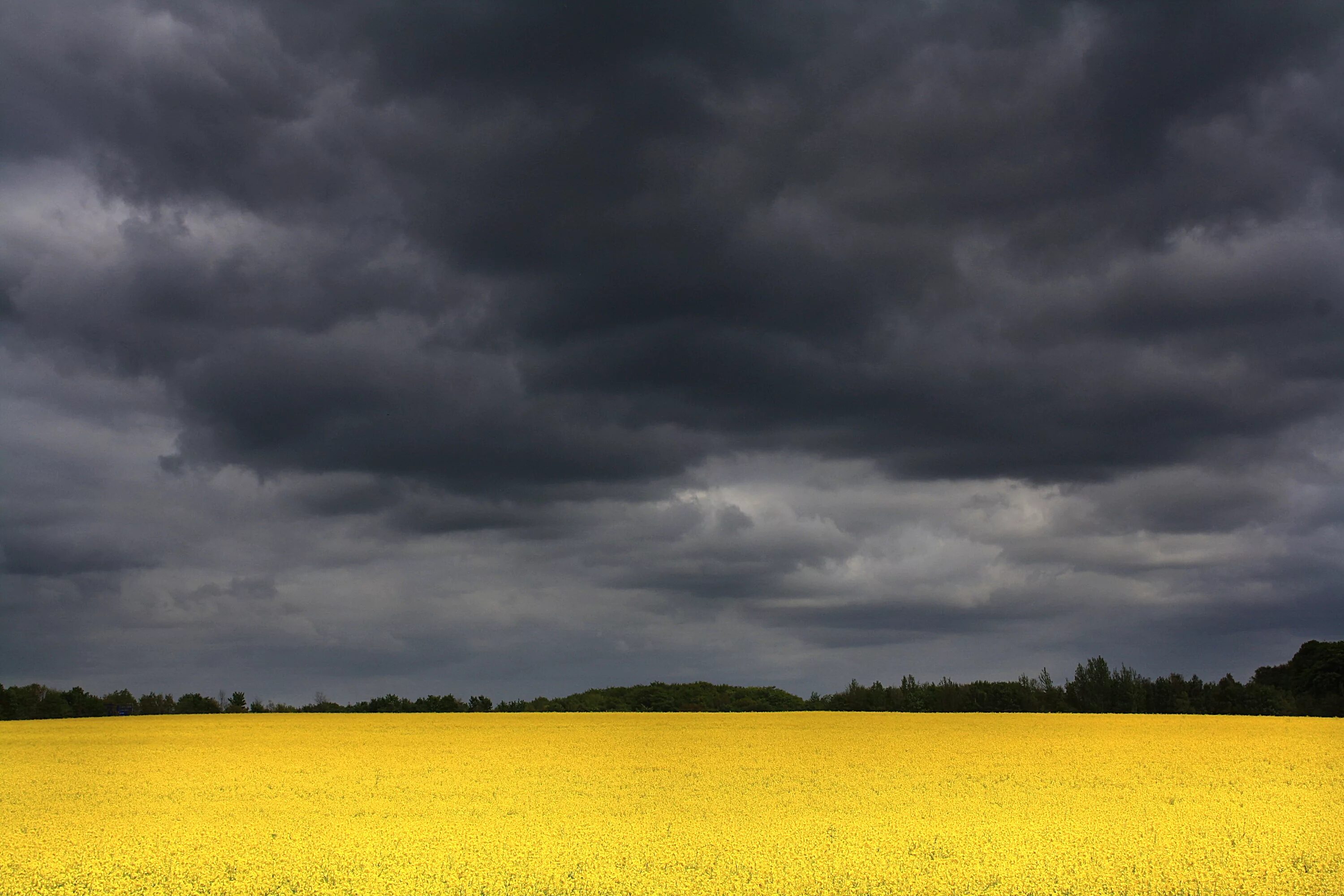 Желтый шторм. Гроза над рапсовым полем. Yellow Storm. Yellow Farm with a Black Sky.