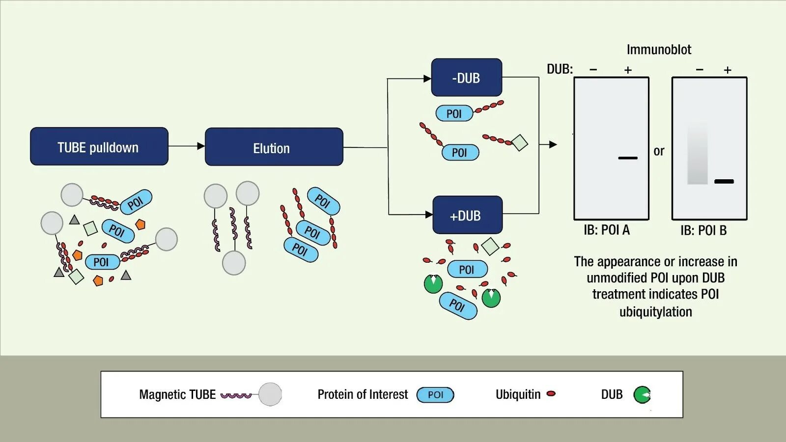 Иммуноблот HCV. Отличие исследования иммуноблот. Anaиммуноблот развернутый. Ubiquitination. Исследование hcv