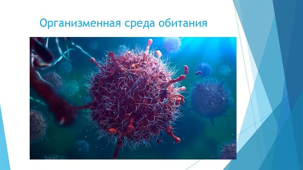 Т среда. Организменная среда обитания. Организмы организменной среды. Организменная среда жизни. Организменная средаобитаня