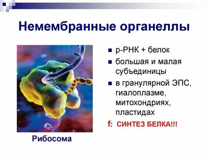 Органоиды клетки необходимые для синтеза белка