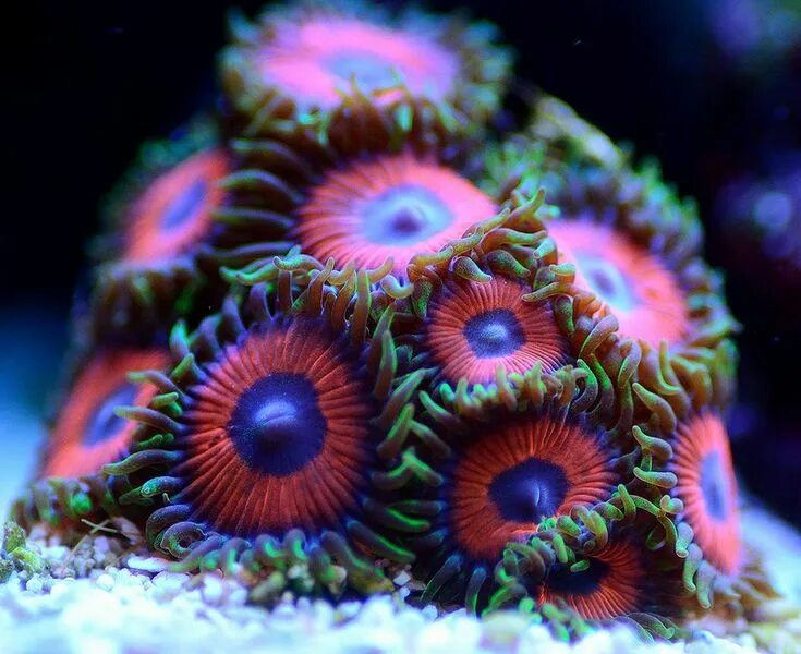 Coral life. Зоантус Ватермелон. Зоантусы Ватермелон.