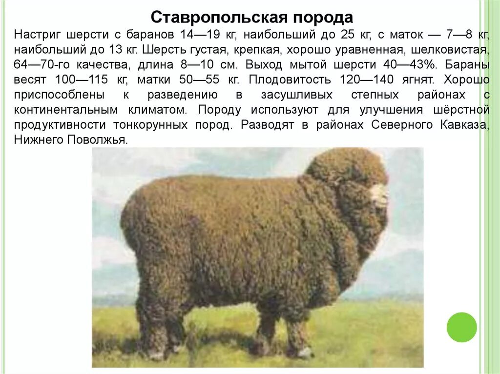 Настриг Ставропольской породы овец. Ставропольская порода Баранов. Ставропольская порода овец. Порода Баранов большого веса. Сколько вес барана