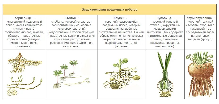 Приведите пример вещества которое встречается в растительных. Видоизменения побегов таблица с примерами. надземные видоизмененные побеги таблица.