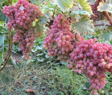 Сорт винограда кишмиш розовый