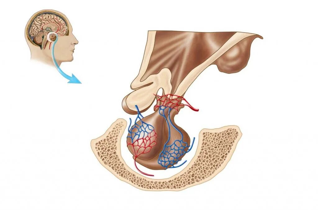 Пример гипофиза. Анатомические структуры передней доли гипофиза. Pars tuberalis гипофиза.