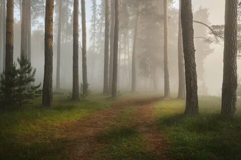 Лес в тумане