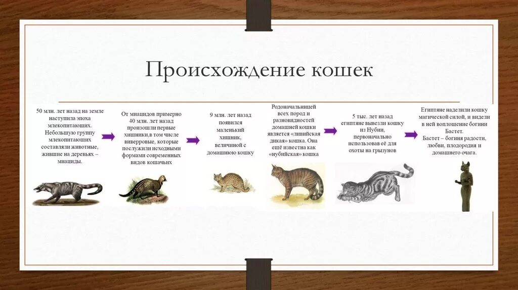 История 1 кошки. Происхождение кошек. История происхождения кошек. От кого произошли кошки. Происхождение домашних кошек.