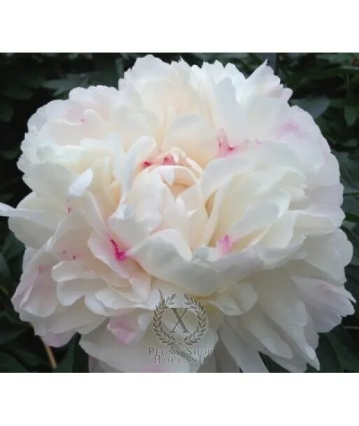 Paeonia 'Gardenia' 花, 牡 丹 花, フ ラ ワ