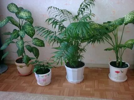 Цветы не растут в одной