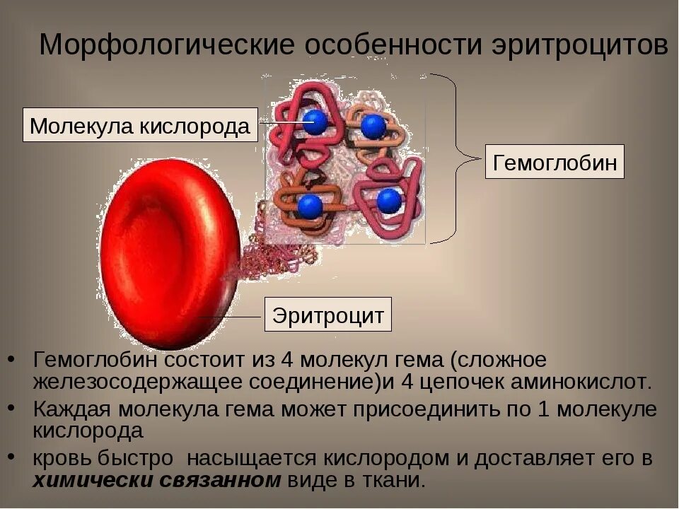 Морфологические особенности эритроцитов. Строение эритроцитов. Эритроцит состоит из. Характеристика эритроцитов. Соединение кислорода в крови