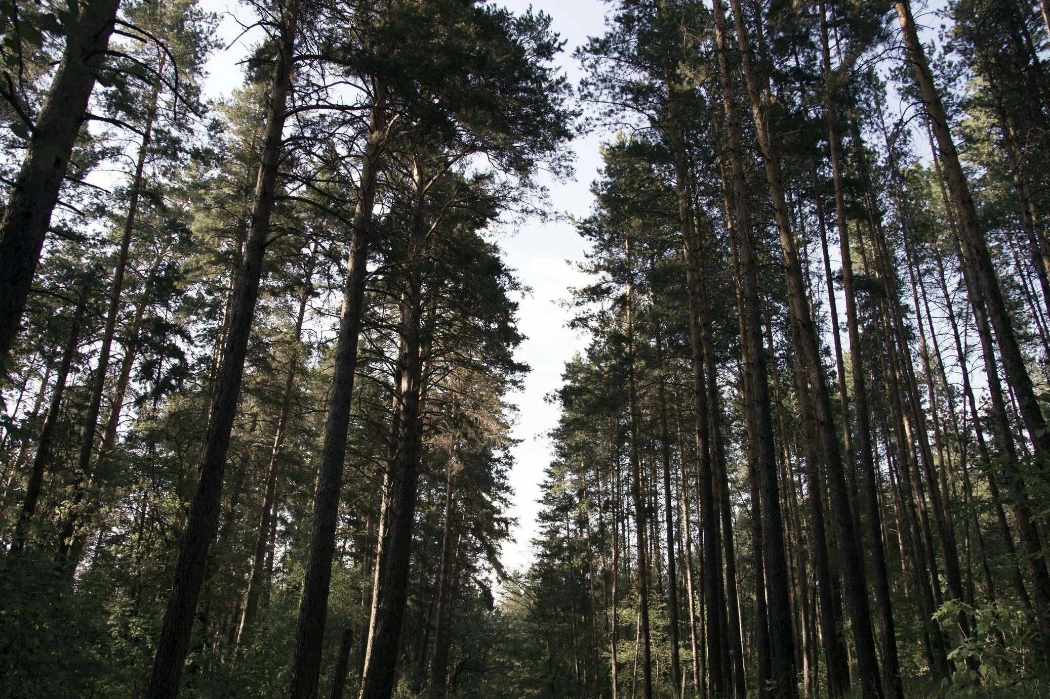Бузулукский бор лес. Бора бузулукский бор. Бузулук бор. Барнаульский ленточный бор алтайский край. Бузулукский сосновый бор национальный парк.