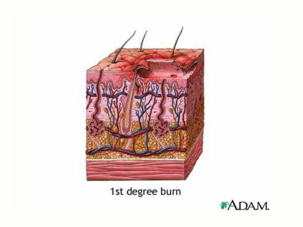 33 гр. Energy drink. Forsage neon energy. Burn 1. Incinerate игра.