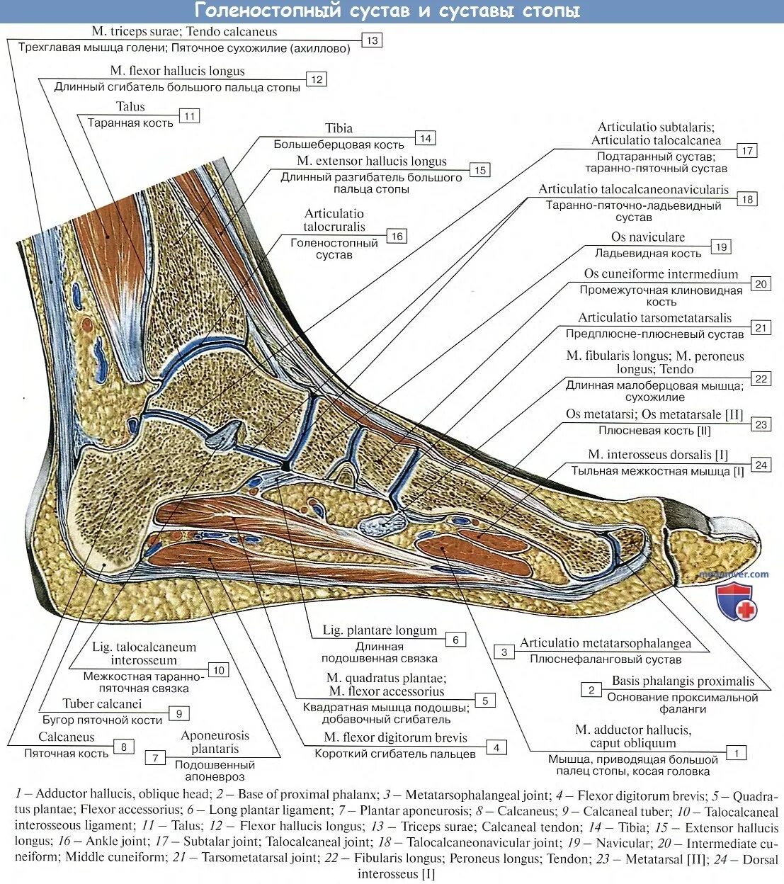 Голеностопный сустав анатомия строение мышцы. Анатомия стопы кости связки. Голеностопный сустав анатомия строение связки. Голеностопный сустав анатомия строение кости. Пятка состав