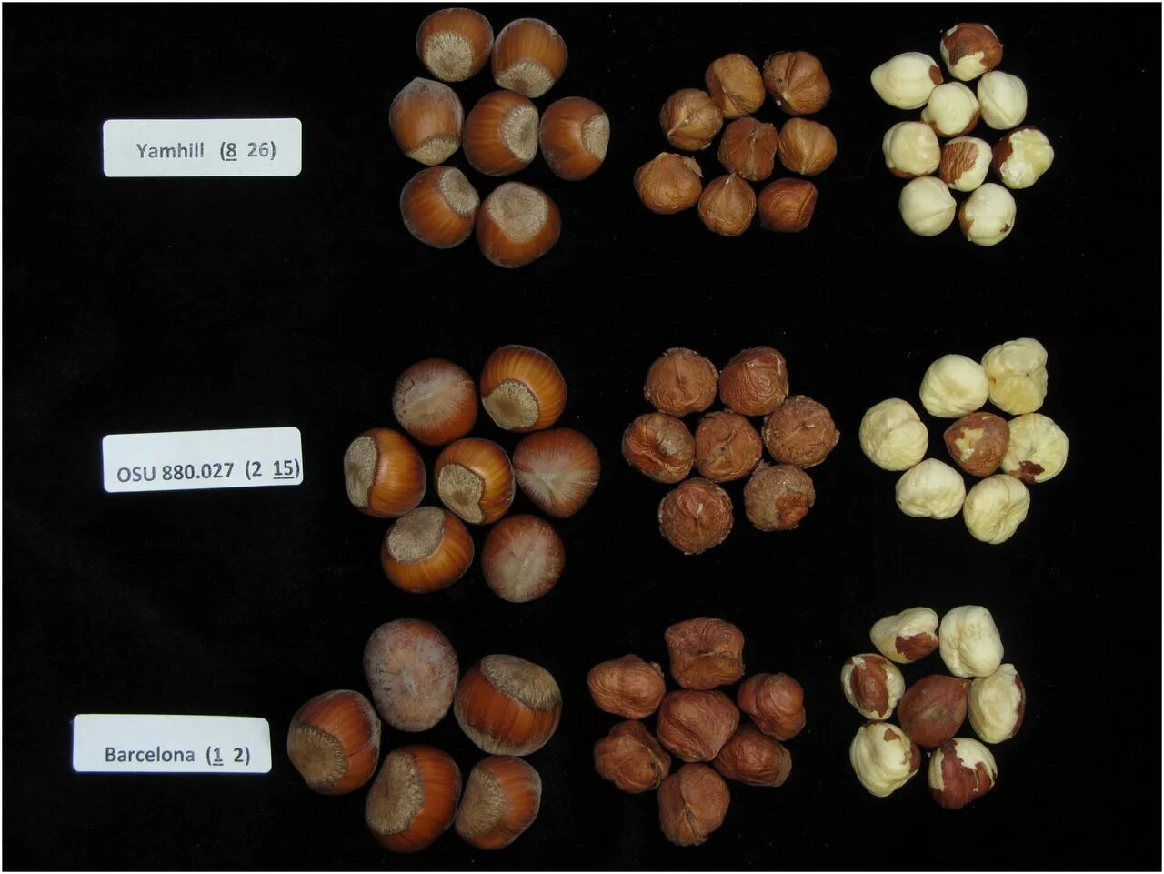 Сорт лесной орех. Фундук черкесский 2. Сорт лесной орех. Сорт лесной орех. Лещина орех.