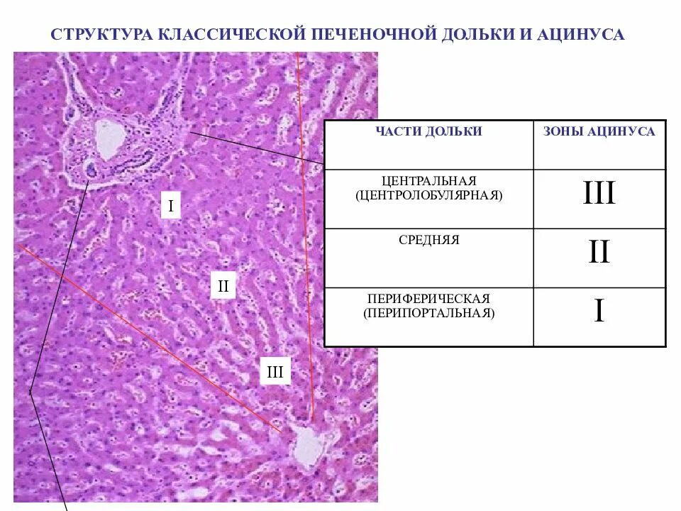 Эпителий печени и поджелудочной железы. Печеночный ацинус гистология. Структура ацинуса гистология. Ацинус печени гистология. Междольковая Вена печени гистология.