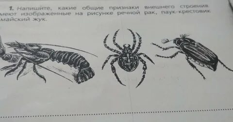Речной рак и паук крестовик
