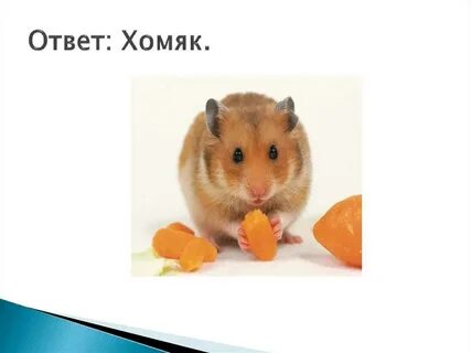 Первые карточки хомяка