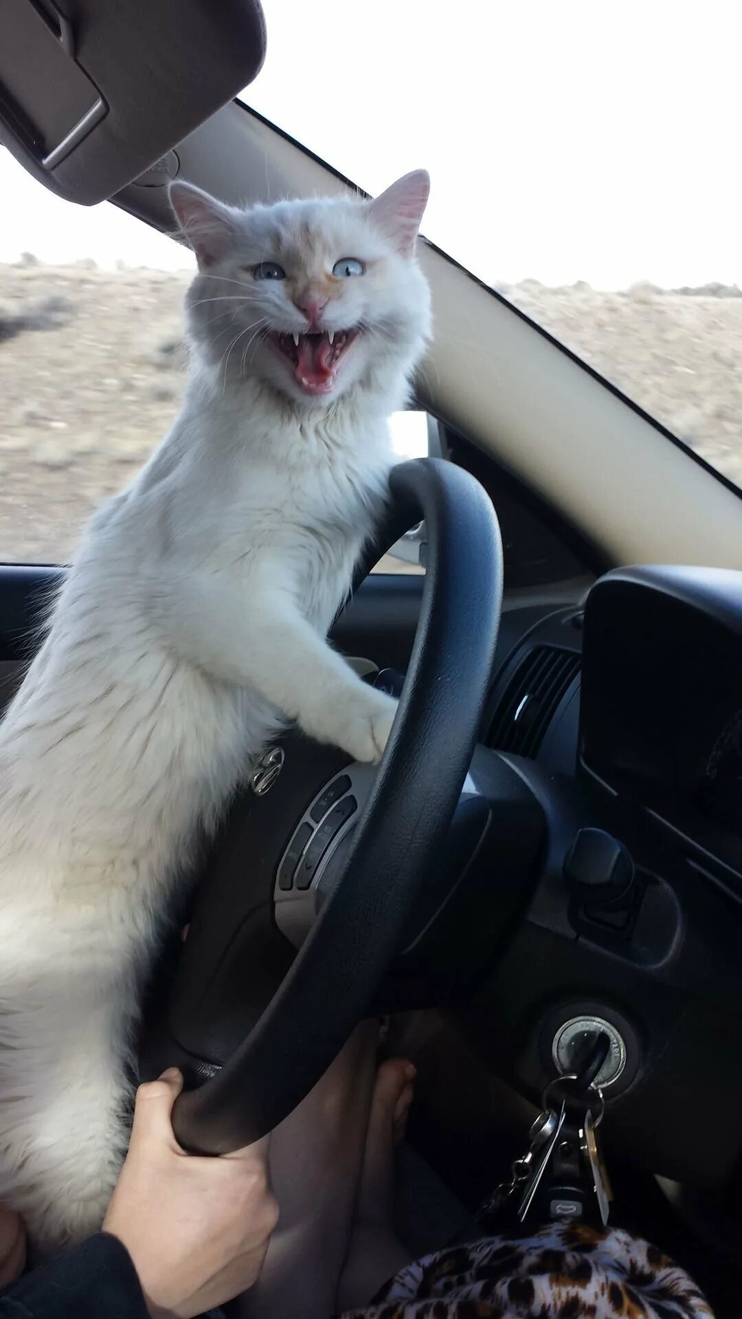 Включи котэ машина. Кот за рулем. Кошка едет за рулем. Кот да рулем. Кошечка за рулем.