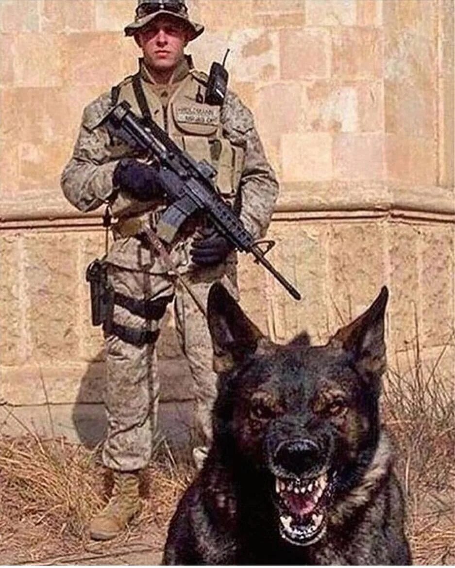 Собаки днр. Бандит пес морпехи. Купить собаку в днр. Щенки тибетского спаниеля пушистые с рождения?. Бездомные животные сочи.