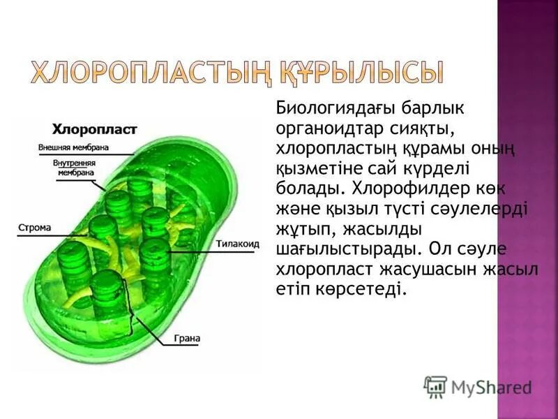 Хлоропласты человека