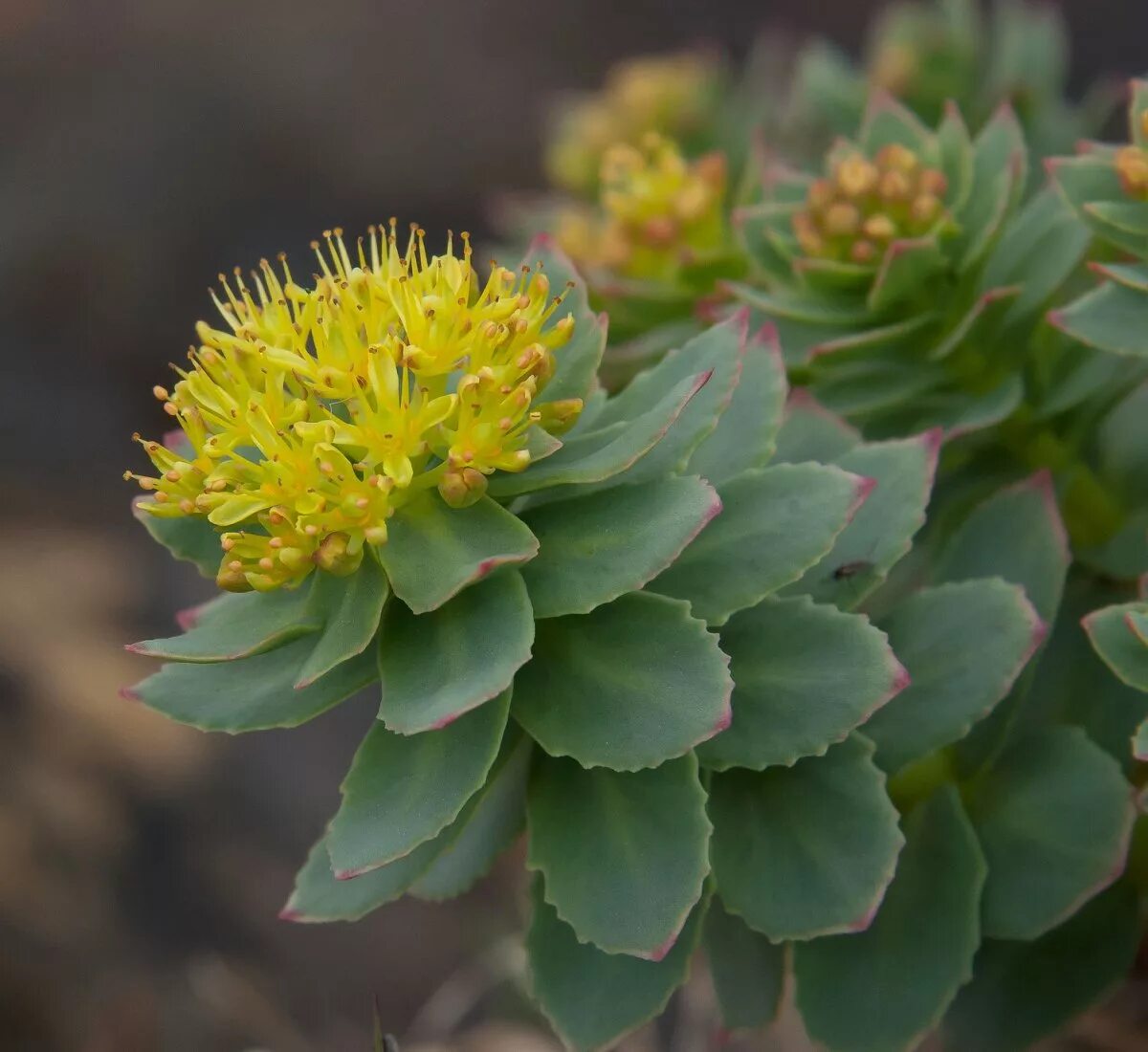 Родиола розовая для чего применяется. Родиола розовая Rhodiola rosea. Золотой корень Rhodiola rosea. Родиола иремельская (Rhodiola iremelica). Родиола розовая (Rhodíola rósea).