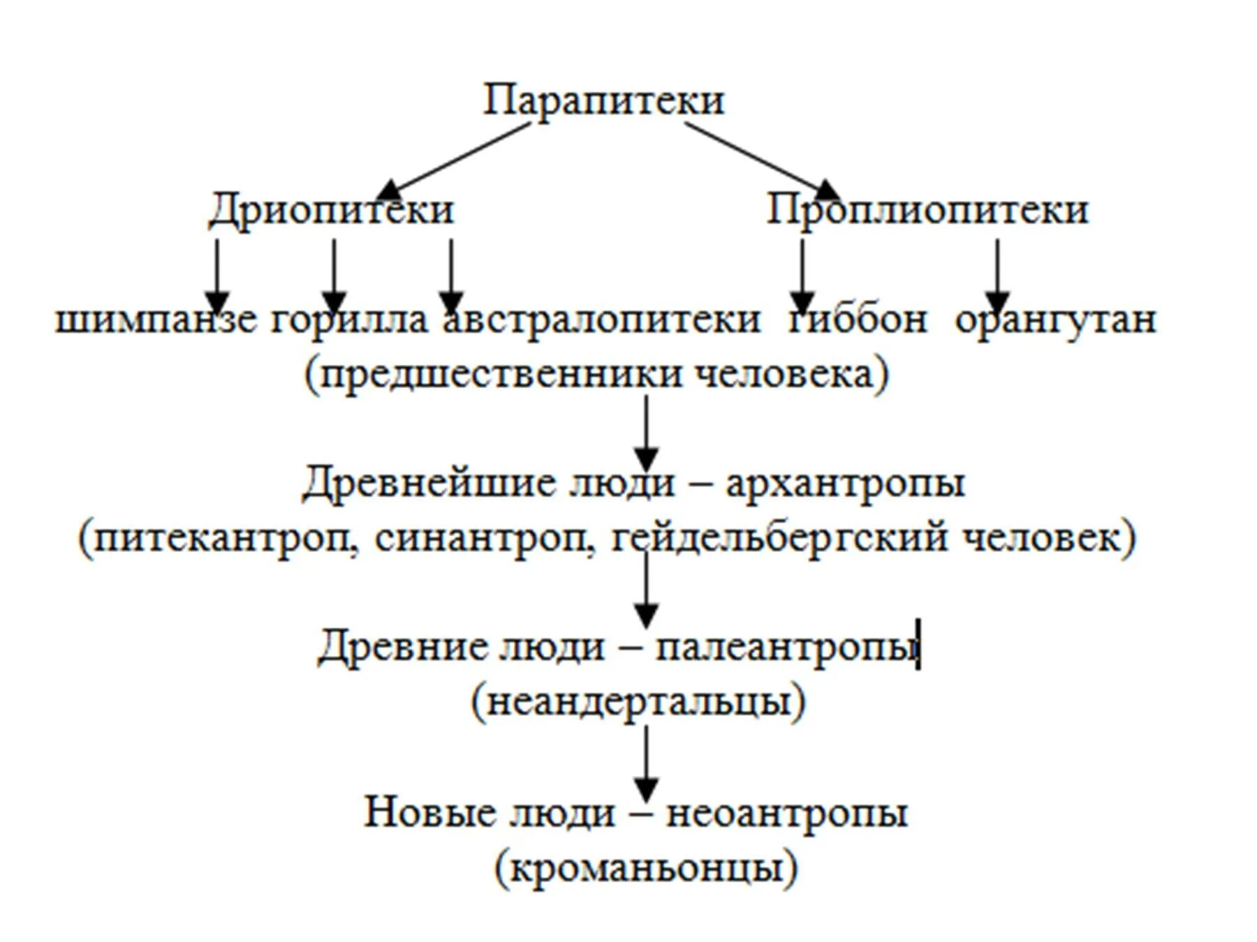 Этапы эволюции человека схема. Схема этапы развития эволюции человека\. Схема происхождения человека 9 класс. Схема происхождение человека основные этапы антропогенеза.