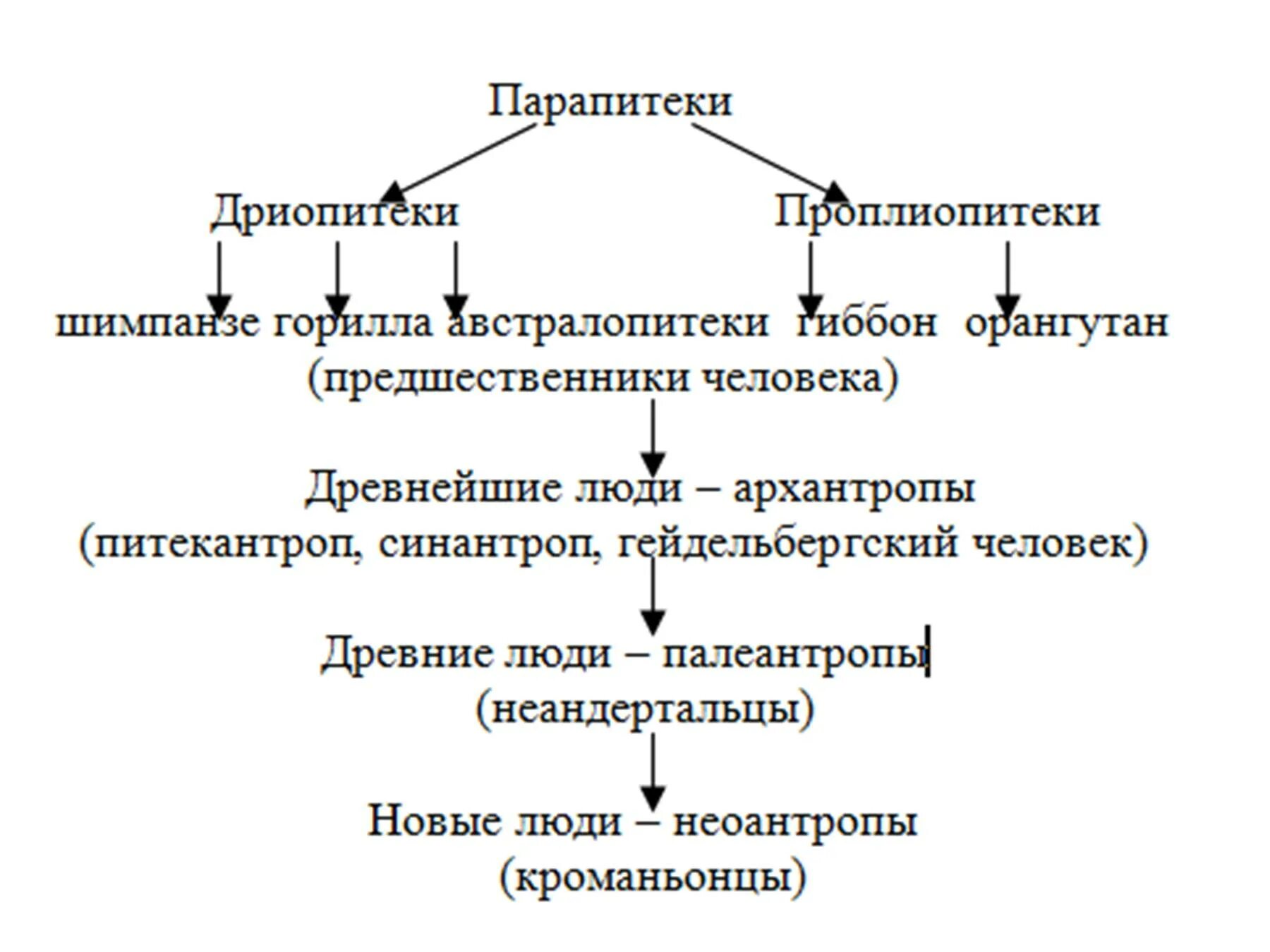 Процесс историко эволюционного становления человека как. Этапы эволюции человека схема. Схема этапы развития эволюции человека\. Схема происхождения человека 9 класс. Схема происхождение человека основные этапы антропогенеза.