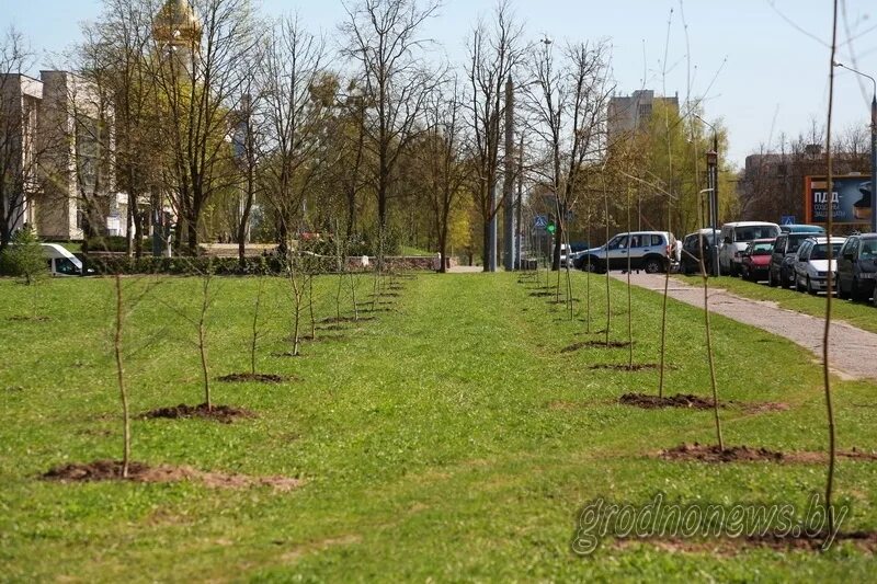 Озеленение населенных пунктов. Озеленение территории высадка деревьев. Озеленение улиц посадка деревьев. Озеленение Троицк. Купить дерево в гродно