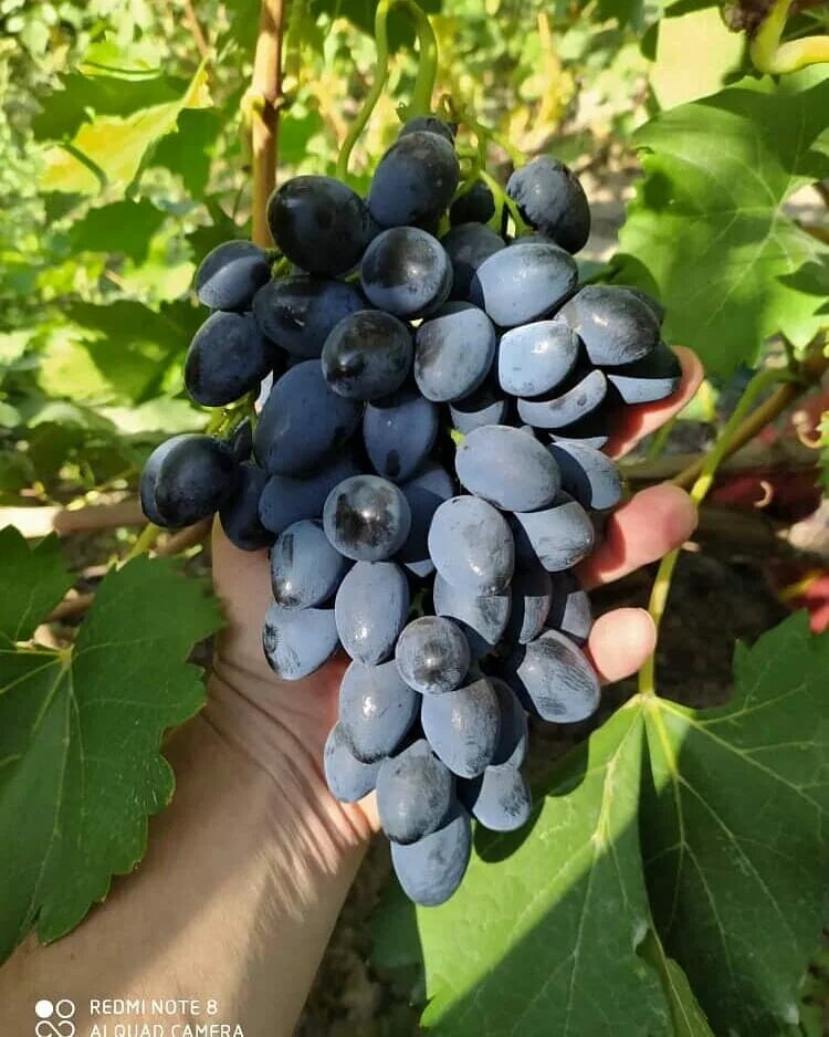 Виноград надежда азос. Виноград плодовый сорт надежда азос. Виноград надежда азос. Виноград плодовый надежда азос (c3). Виноград плодовый сорт надежда азос.