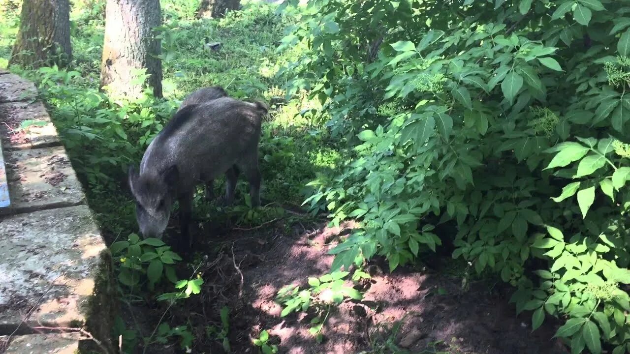 Сон кабан нападает. Кабаны на куршской косе нападение. кабаны нападают на людей.