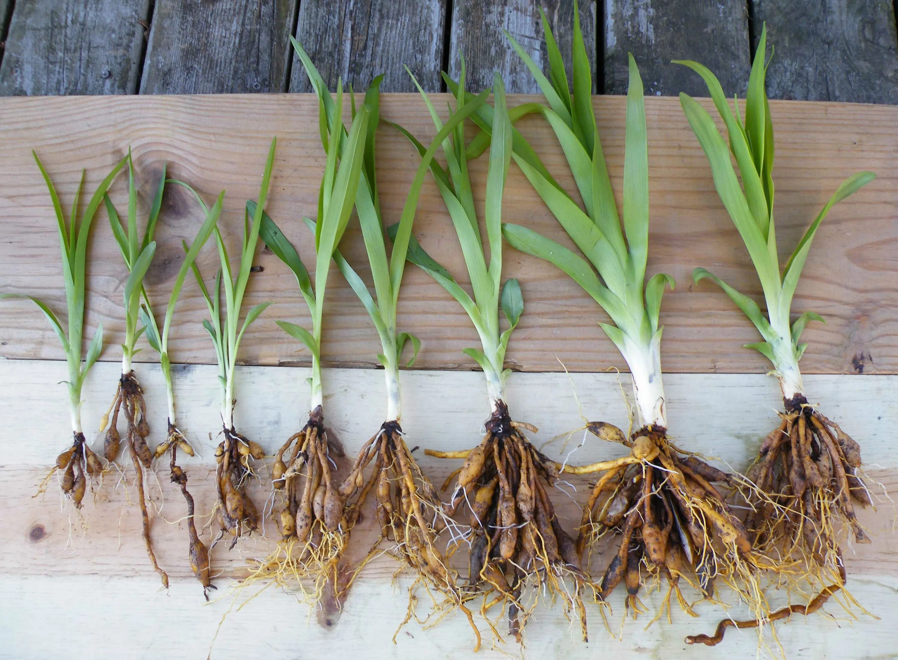 Семейство лилейные побег. Строение лилейных растений. Ландыш майский луковица. Характеристика семейства лилейные. Строение корней лилейных.