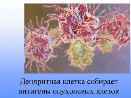 Дендритные клетки