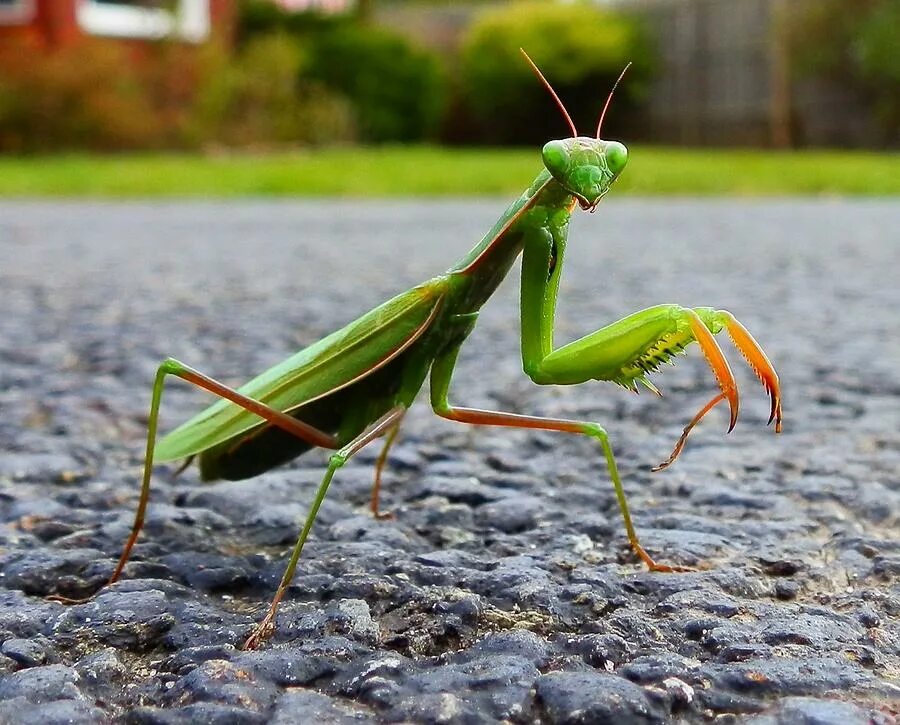 богомол обыкновенный насекомые. богомол mantis. про богомола. богомол это прямокрылые. богомол обыкновенный богомол обыкновенный.