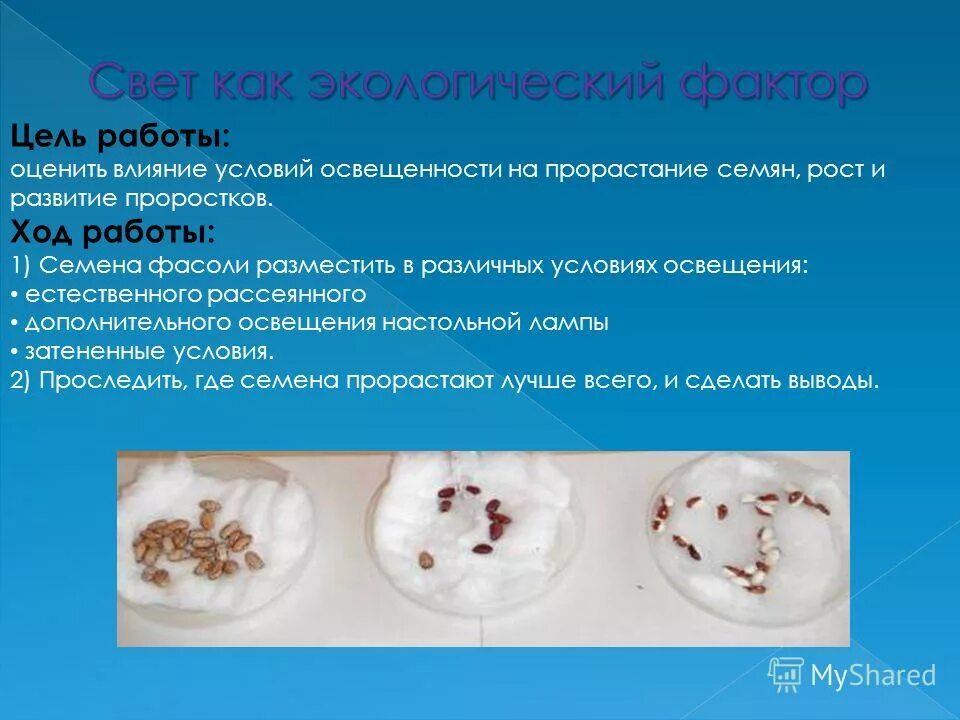 Как прорастить фасоль дома - MosRosa.ru