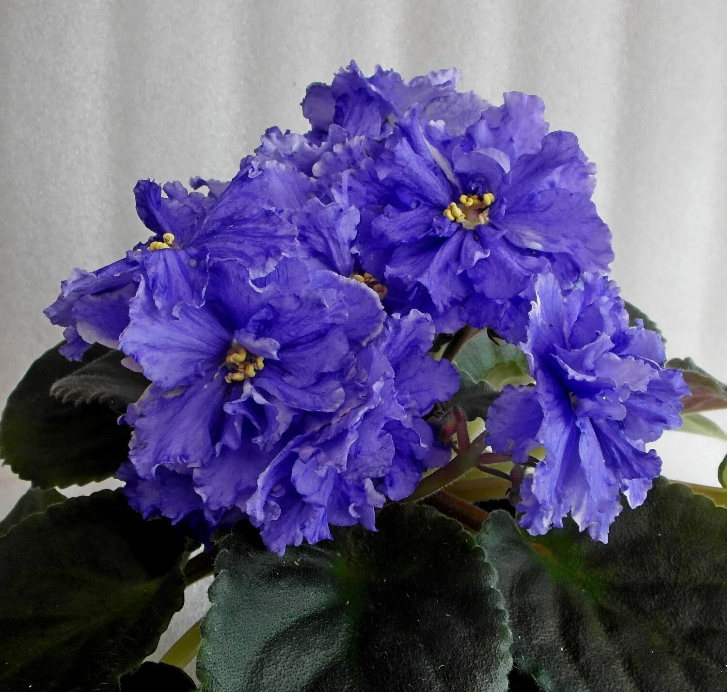 Фиалка ЕК синее синее море