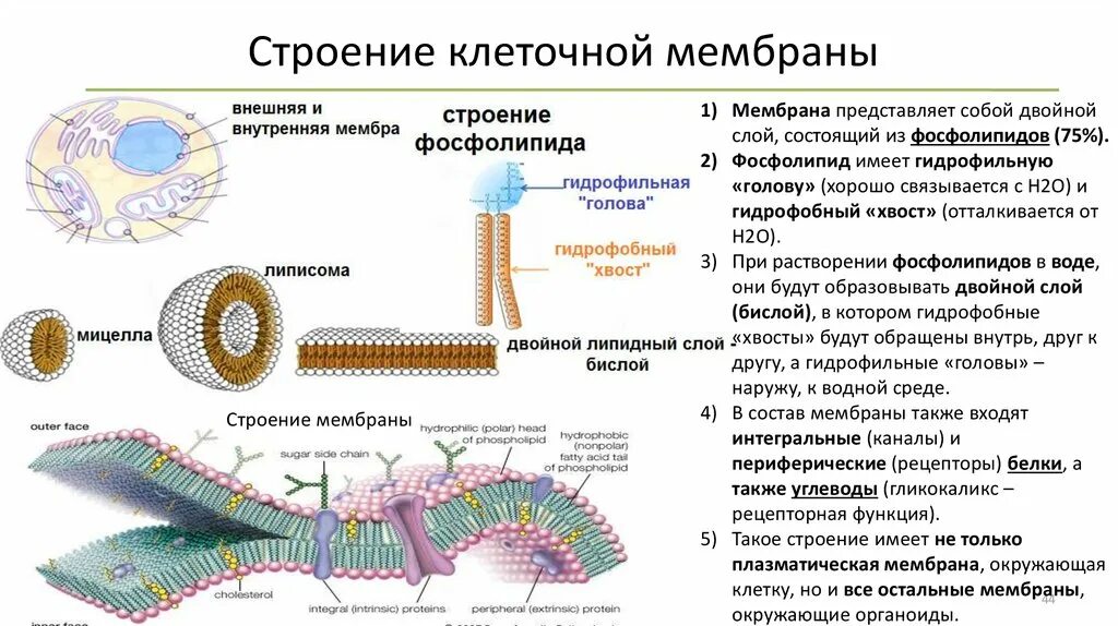 9. Строение и функции мембранных компонентов клетки. Механизмы повреждения мембранных структур клетки. Внутриклеточные мембраны строение. Строение комплекс клеточных мембран волоса.